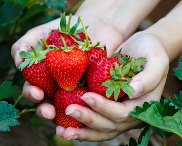 Kids Brandon: Strawberry U-Pick Farms - Fun 4 Brandon Kids