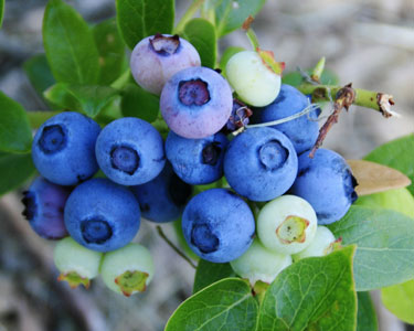 Kids Brandon: Blueberry U-Pick Farms - Fun 4 Brandon Kids