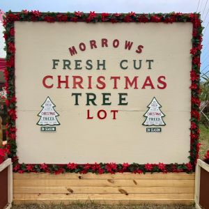 Morrow's Christmas Trees
