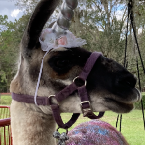 Lucy’s Llamas Petting Zoo Birthday Parties