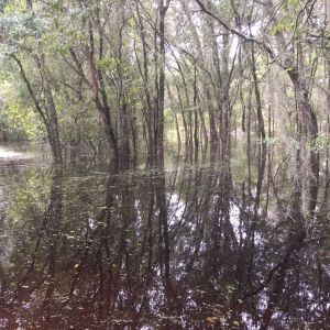 Lower Green Swamp Nature Preserve