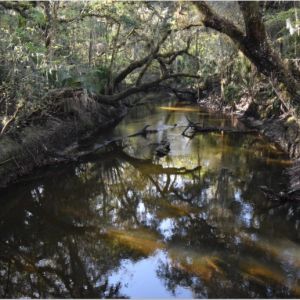 Alafia River Corridor Nature Preserve - North