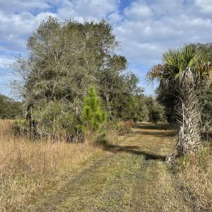 Alafia River Corridor Nature Preserve - South