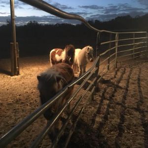R and R Ranch Summer Camp