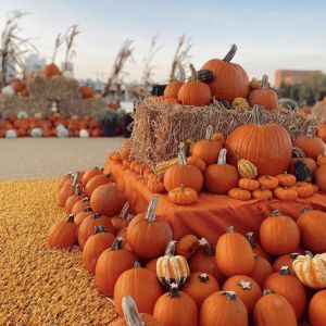 10/11 - 10/12 Heights Fall Festival at Armature Works