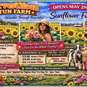 HarvestMoon Farm Sunflower Festival