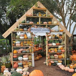 09/27 - 10/31 Kerby Nursery Pumpkin Patch